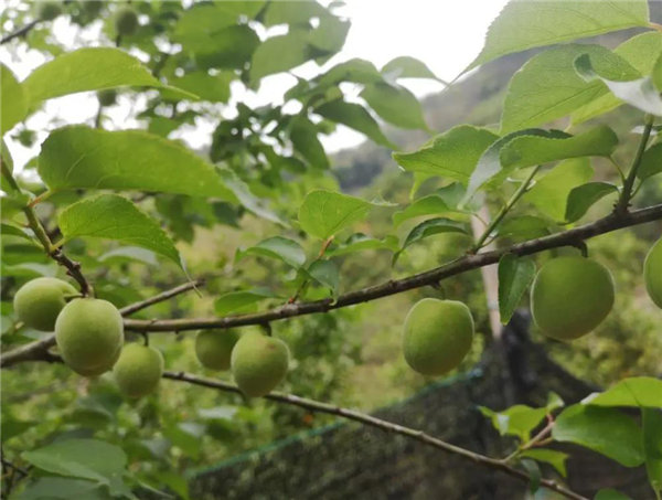 博行天下俱樂部走進(jìn)從化十登的第二峰-雞枕山     -17